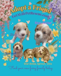 Sprout image 4