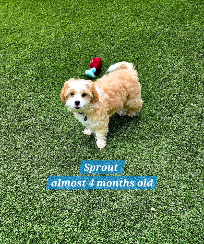 Sprout - Shih Tzu