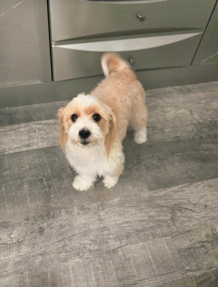 Azmira - Maltese