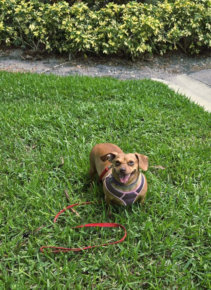 Brookie - Dachshund