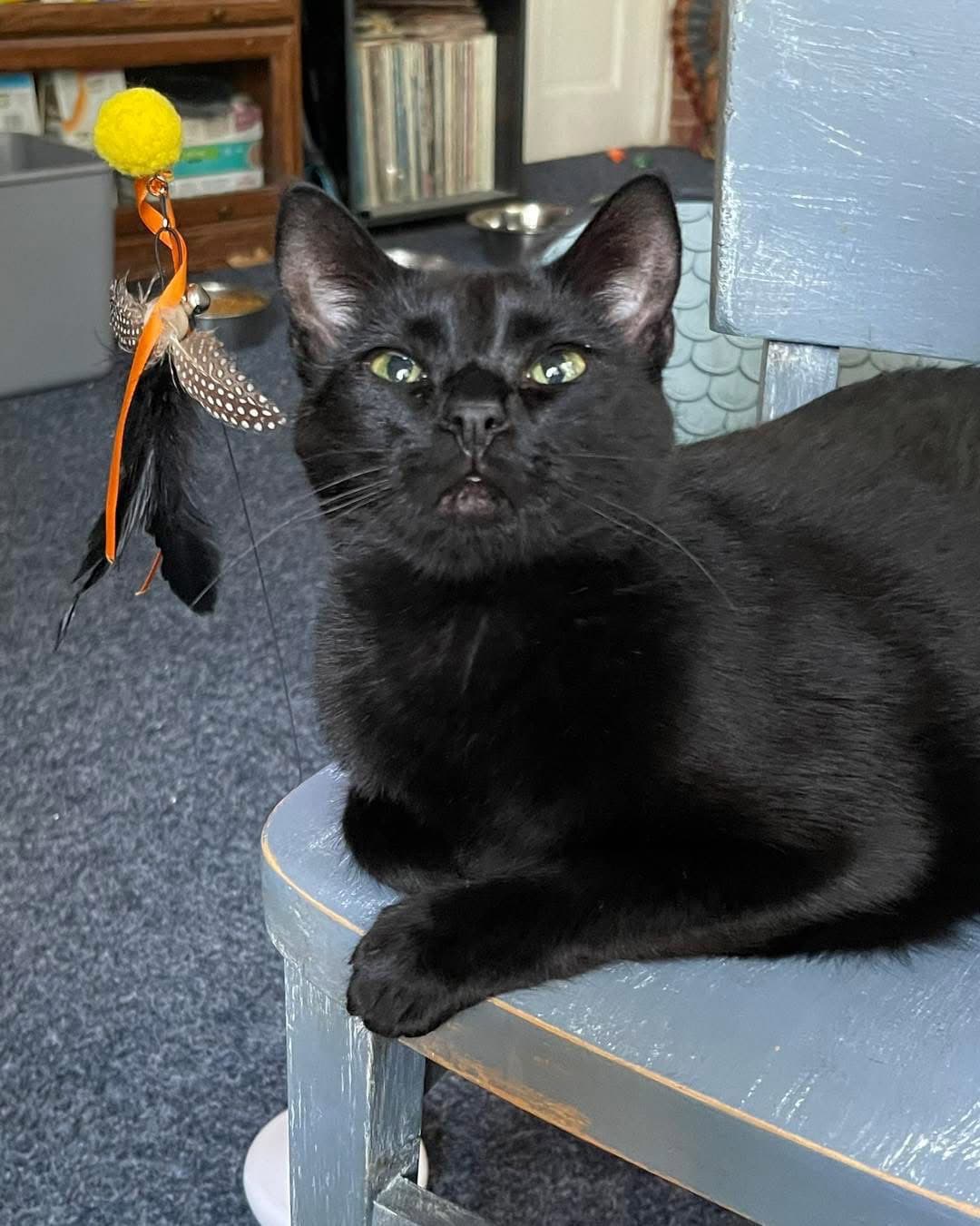 Johann - Domestic Short Hair