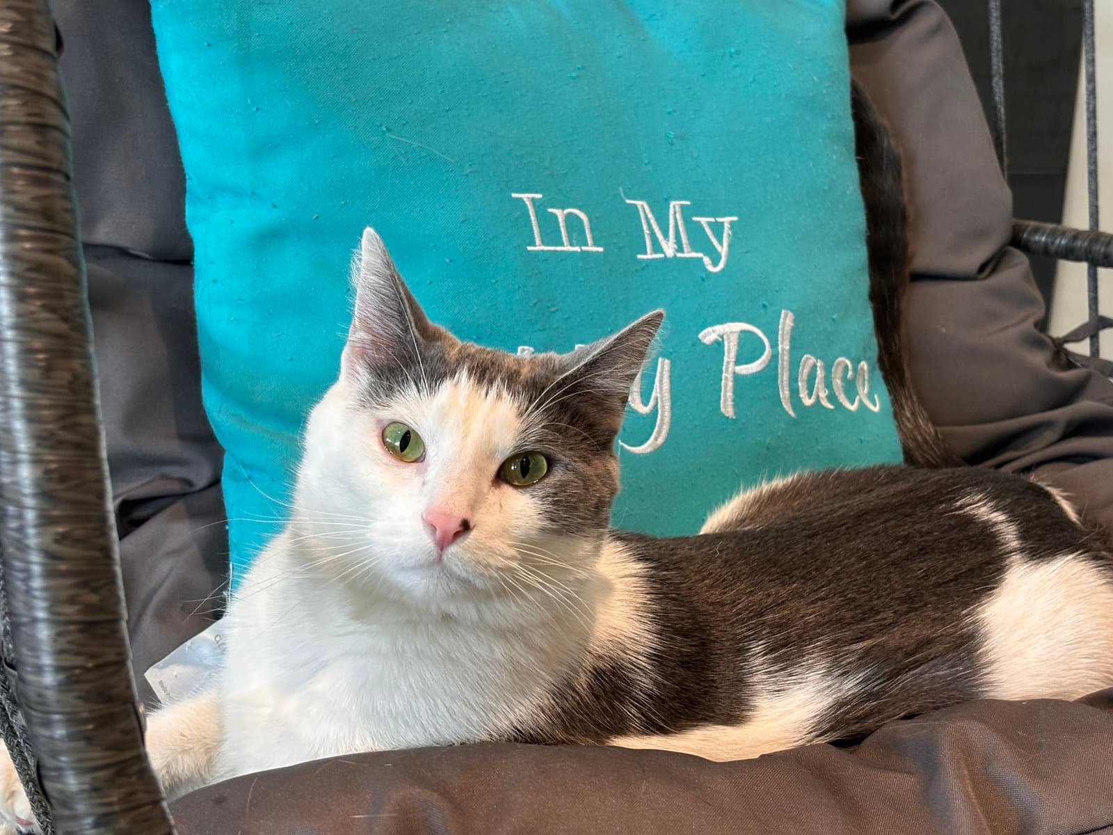 Mick - Domestic Short Hair