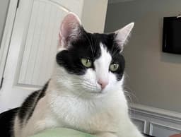 Bandit image 1