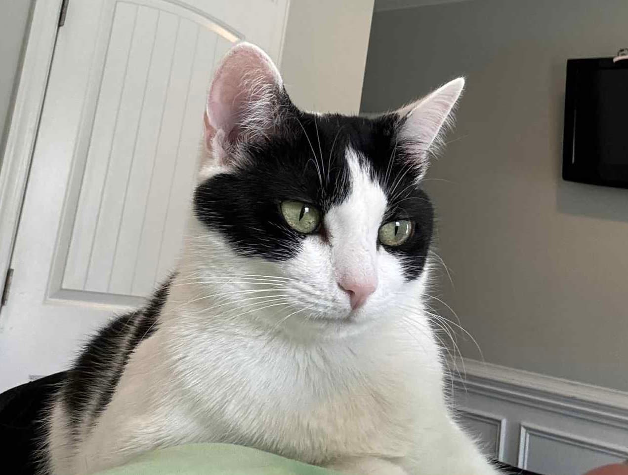 Bandit - Domestic Short Hair