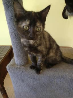 Emmy Lou image 1