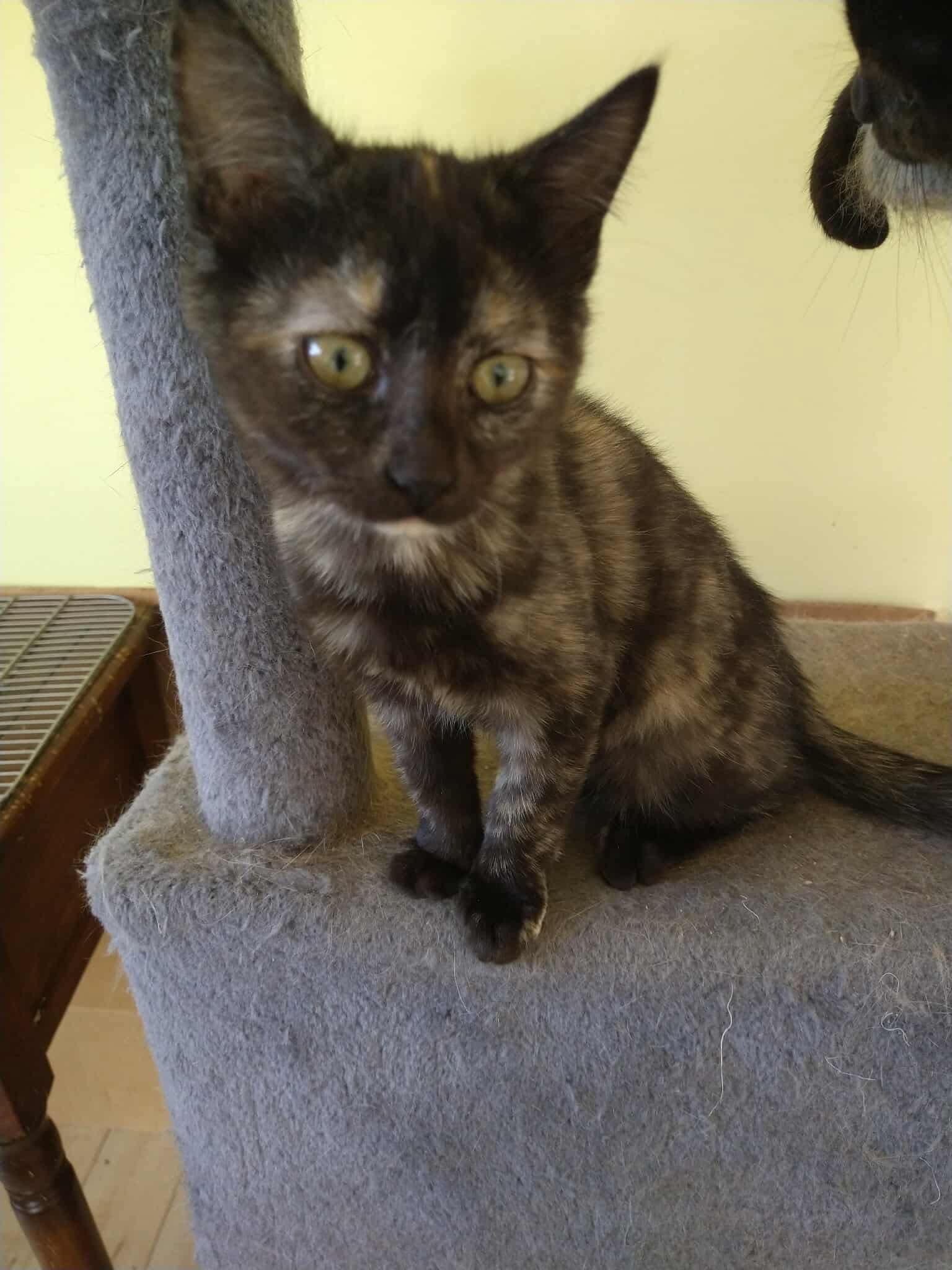 Emmy Lou - Domestic Short Hair
