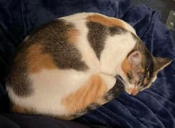Callie image 4