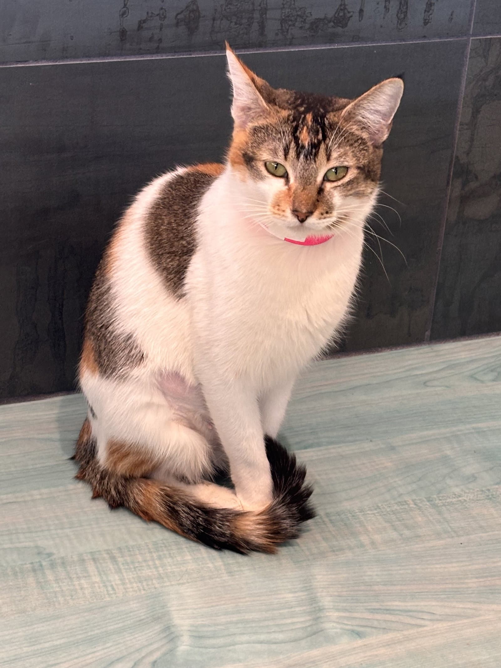 Callie - Domestic Short Hair