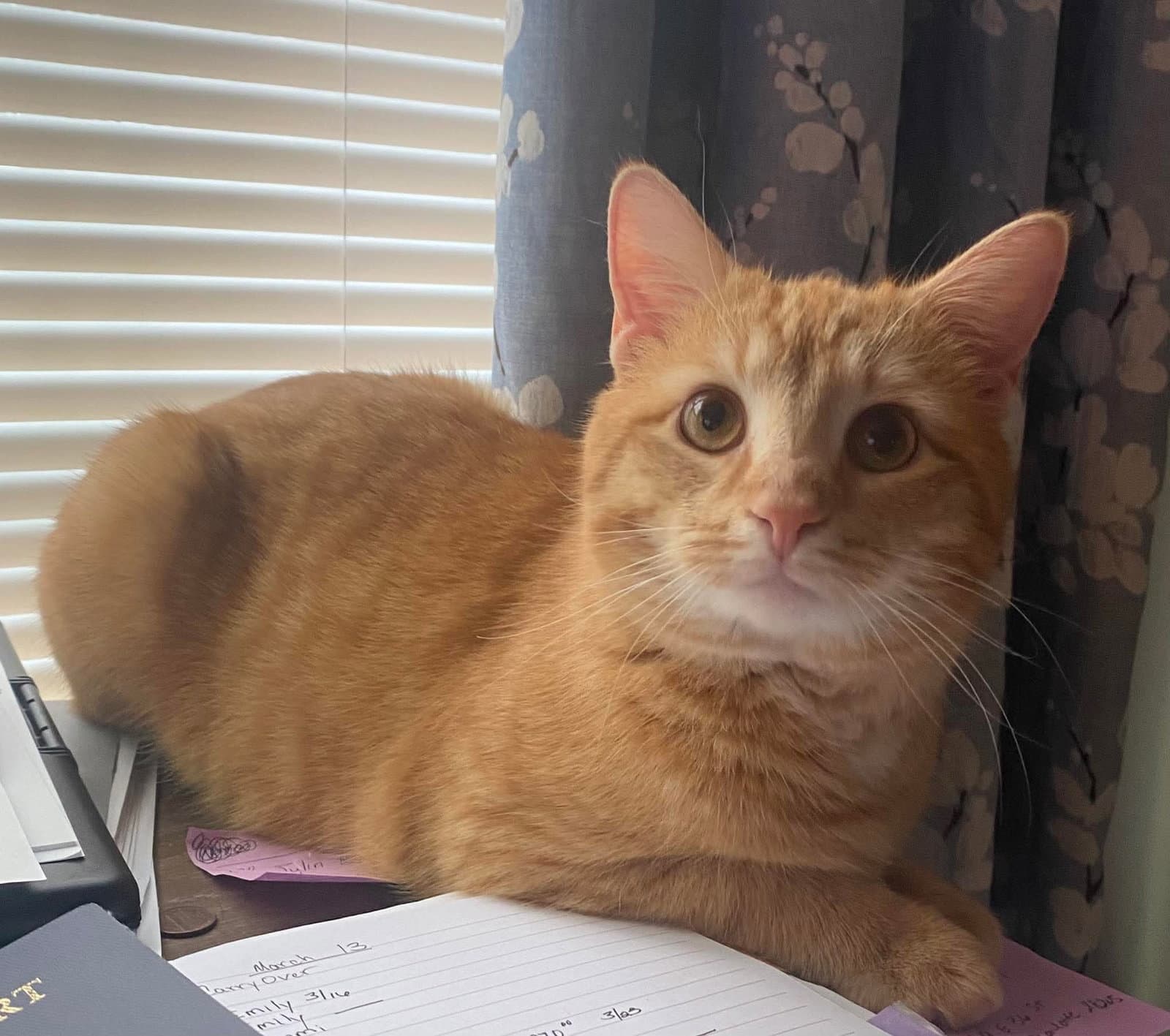 Thomas - Domestic Short Hair