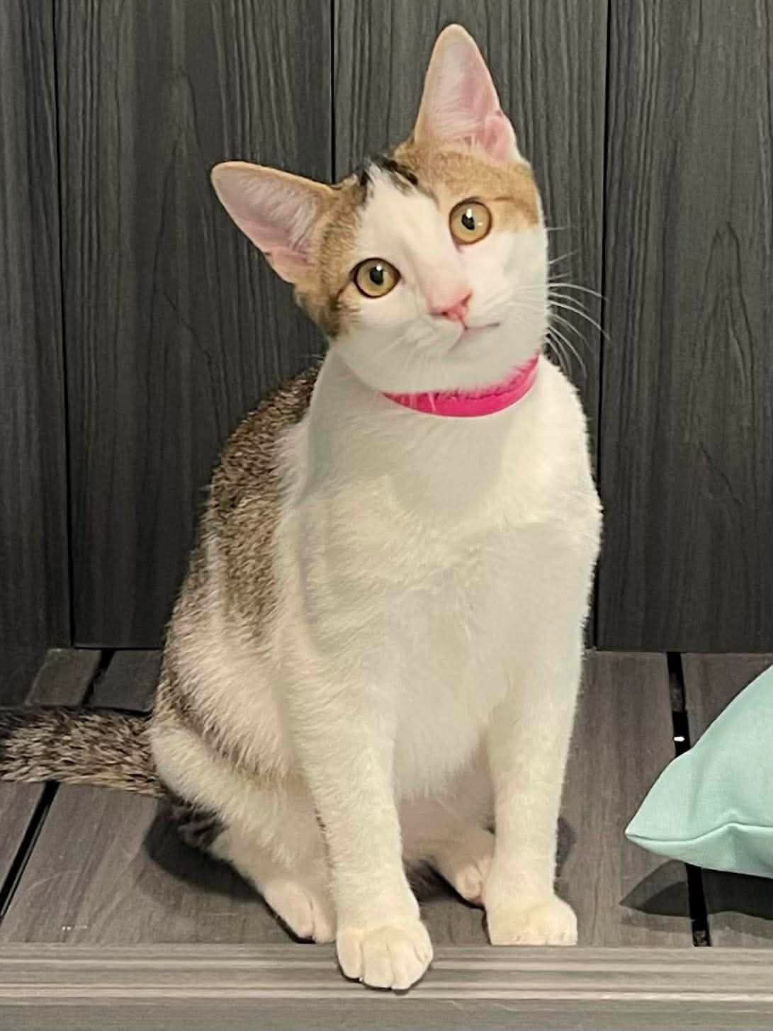 Sparkle - Domestic Short Hair