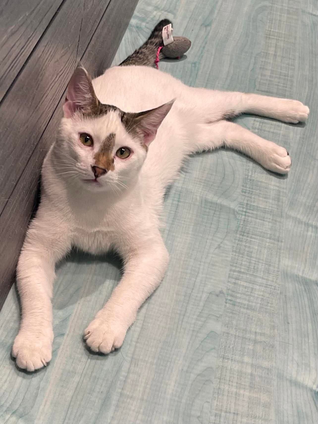 Snowball - Domestic Short Hair
