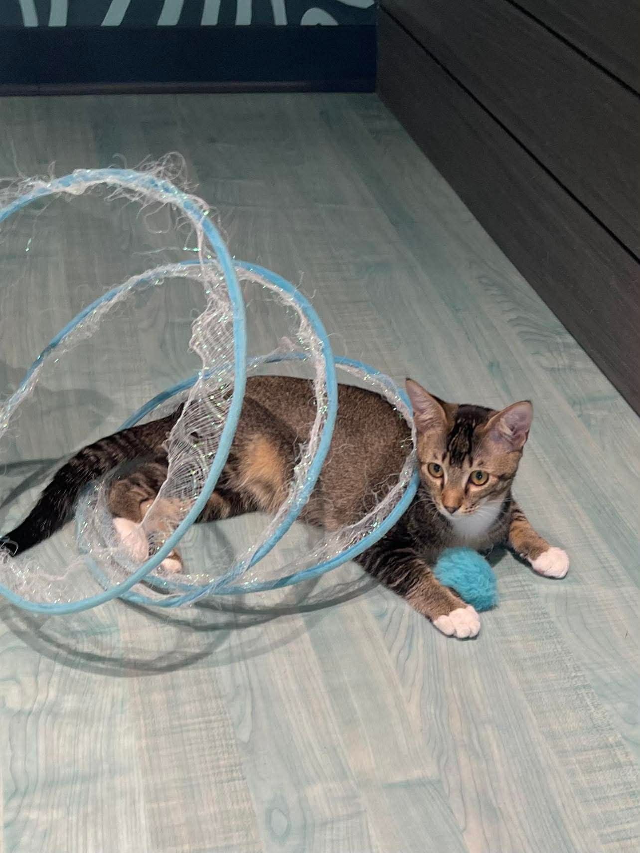 Star - Domestic Short Hair