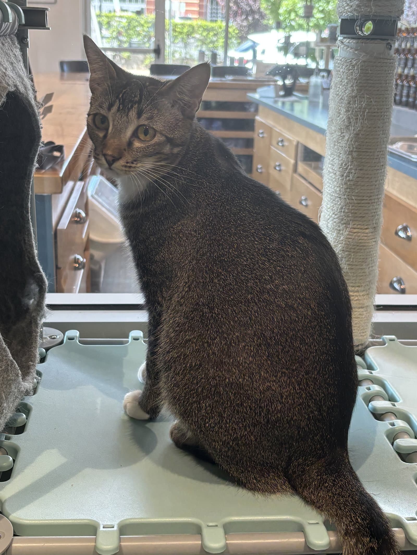 Star - Domestic Short Hair
