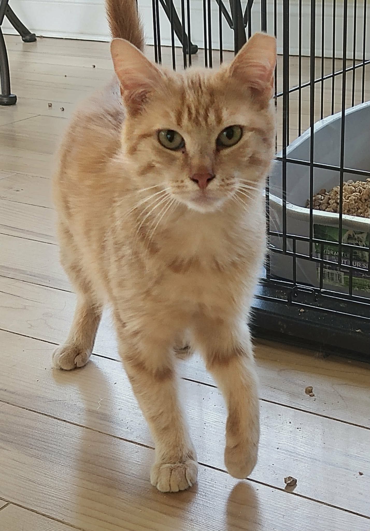 Rusty - Domestic Short Hair