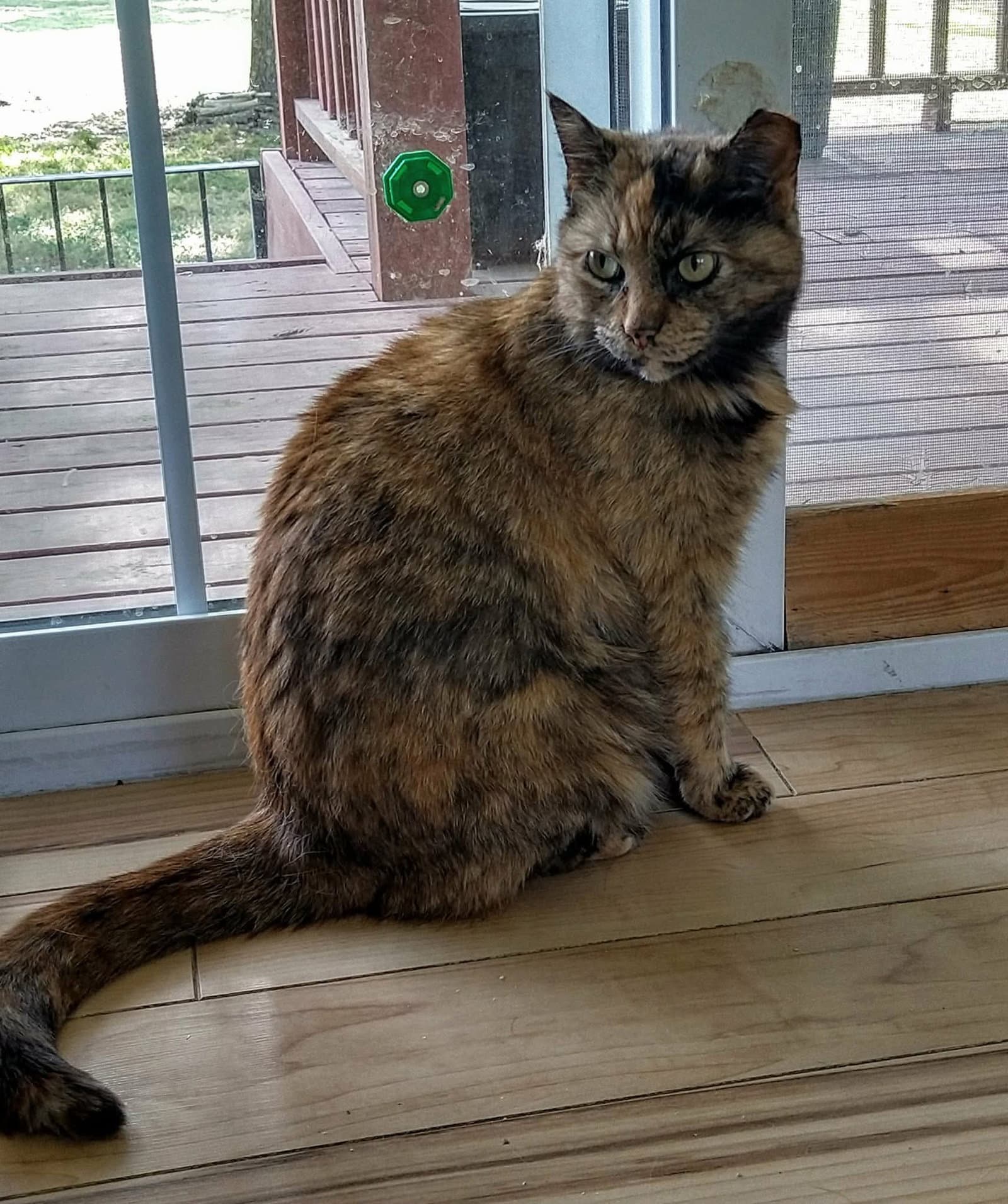 Stella - Domestic Short Hair