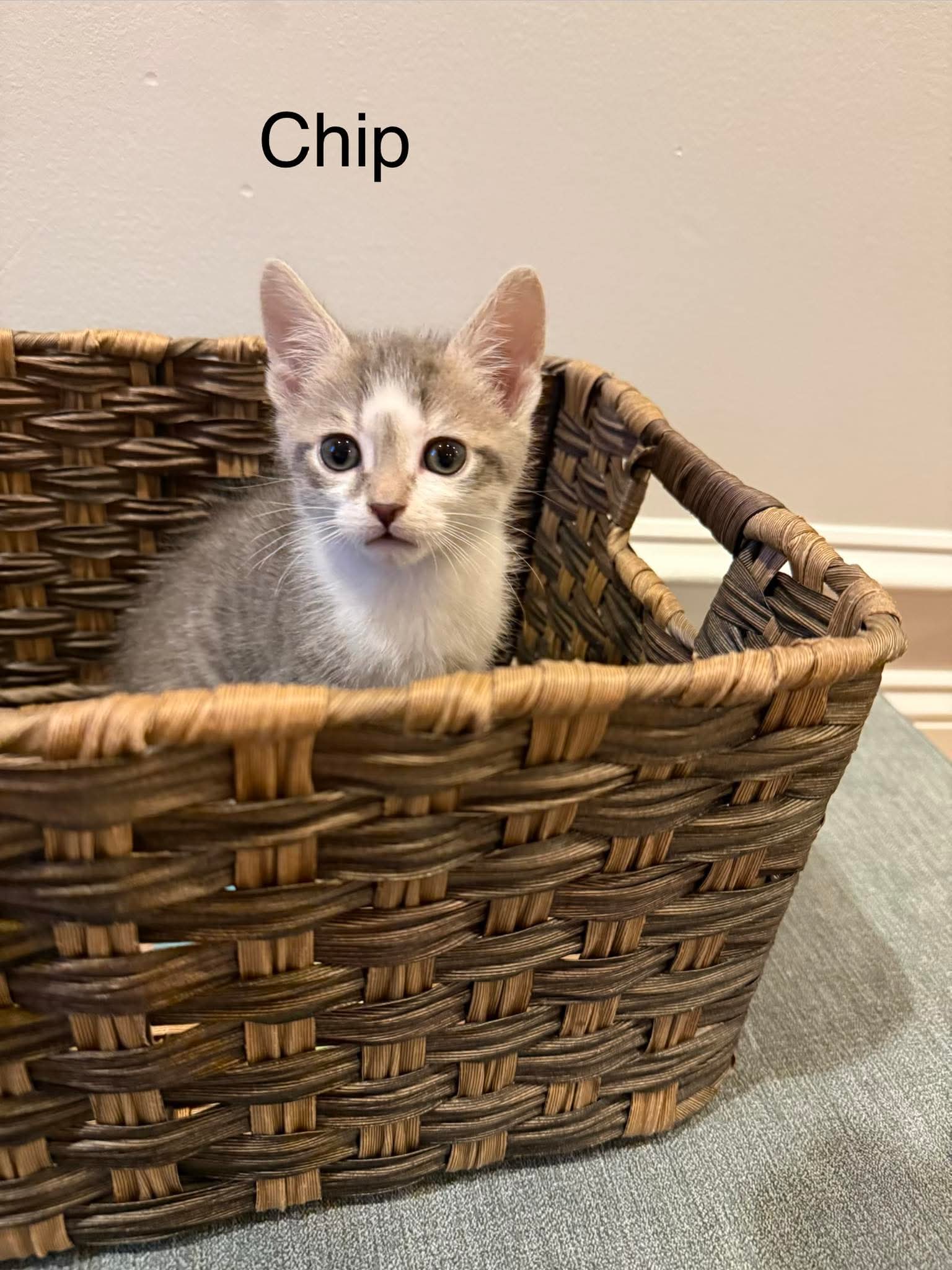 Chip - Domestic Short Hair