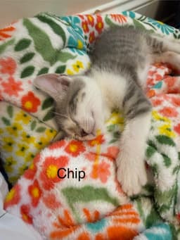 Chip image 2