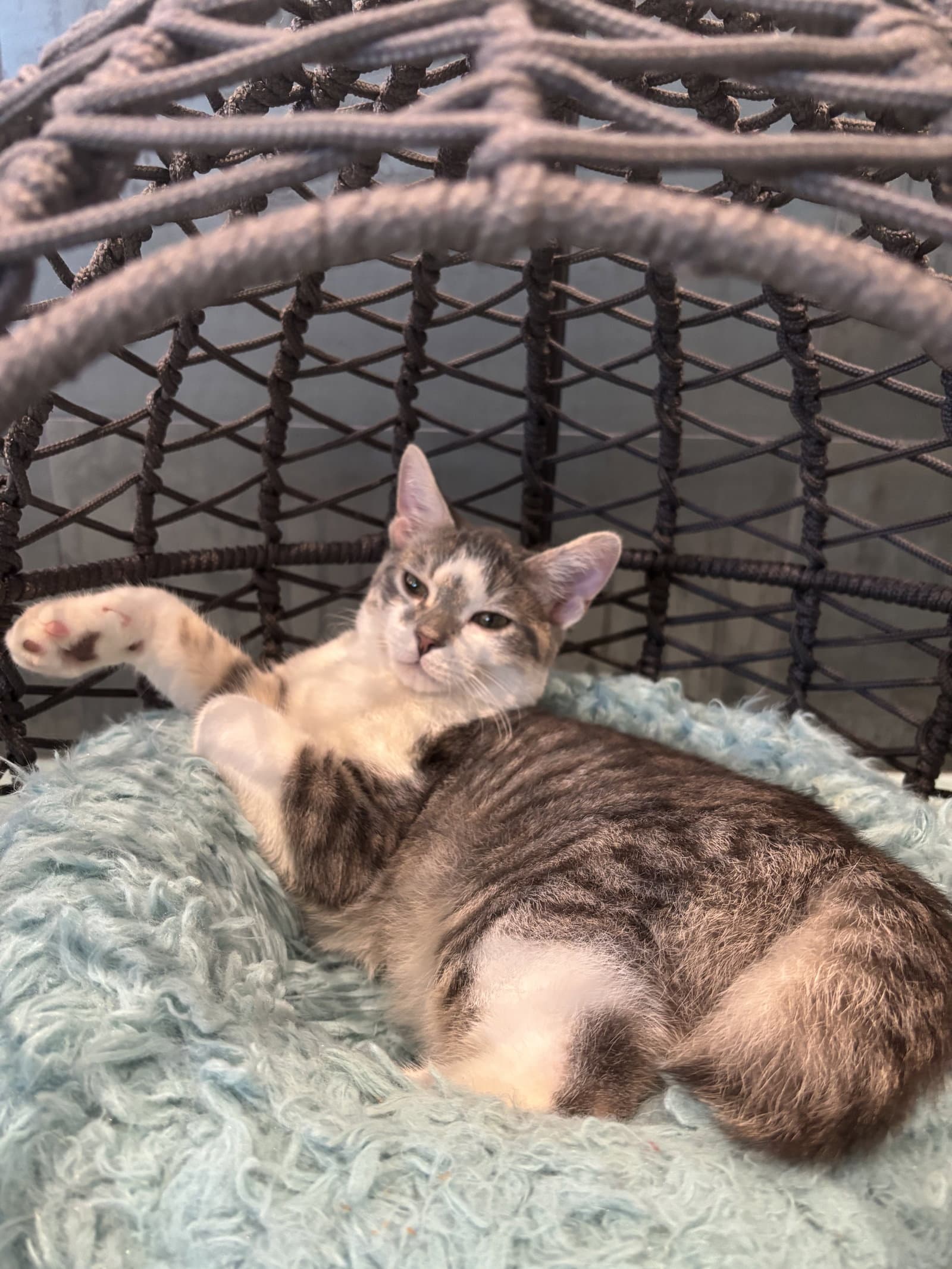 Chip - Domestic Short Hair