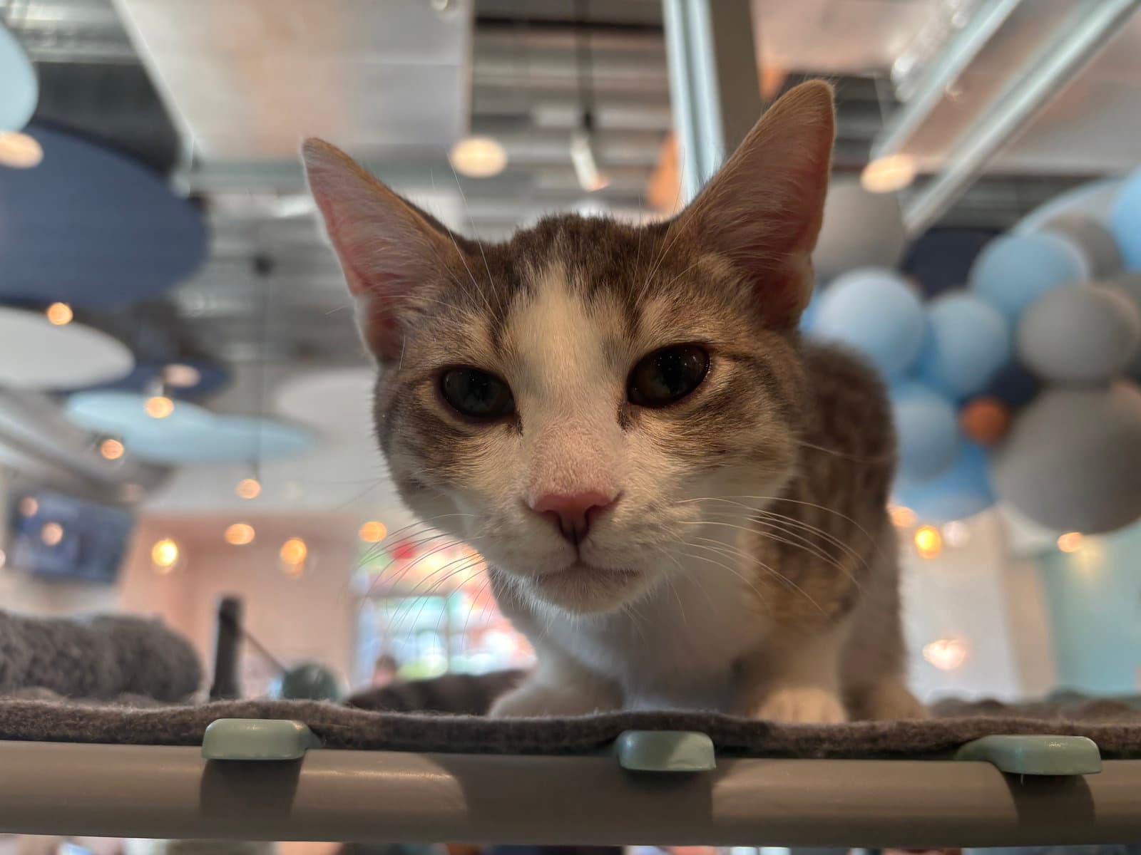 Dale - Domestic Short Hair