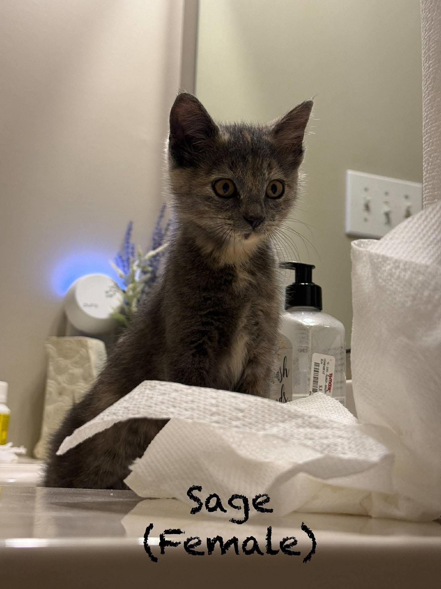 Sage - Domestic Short Hair