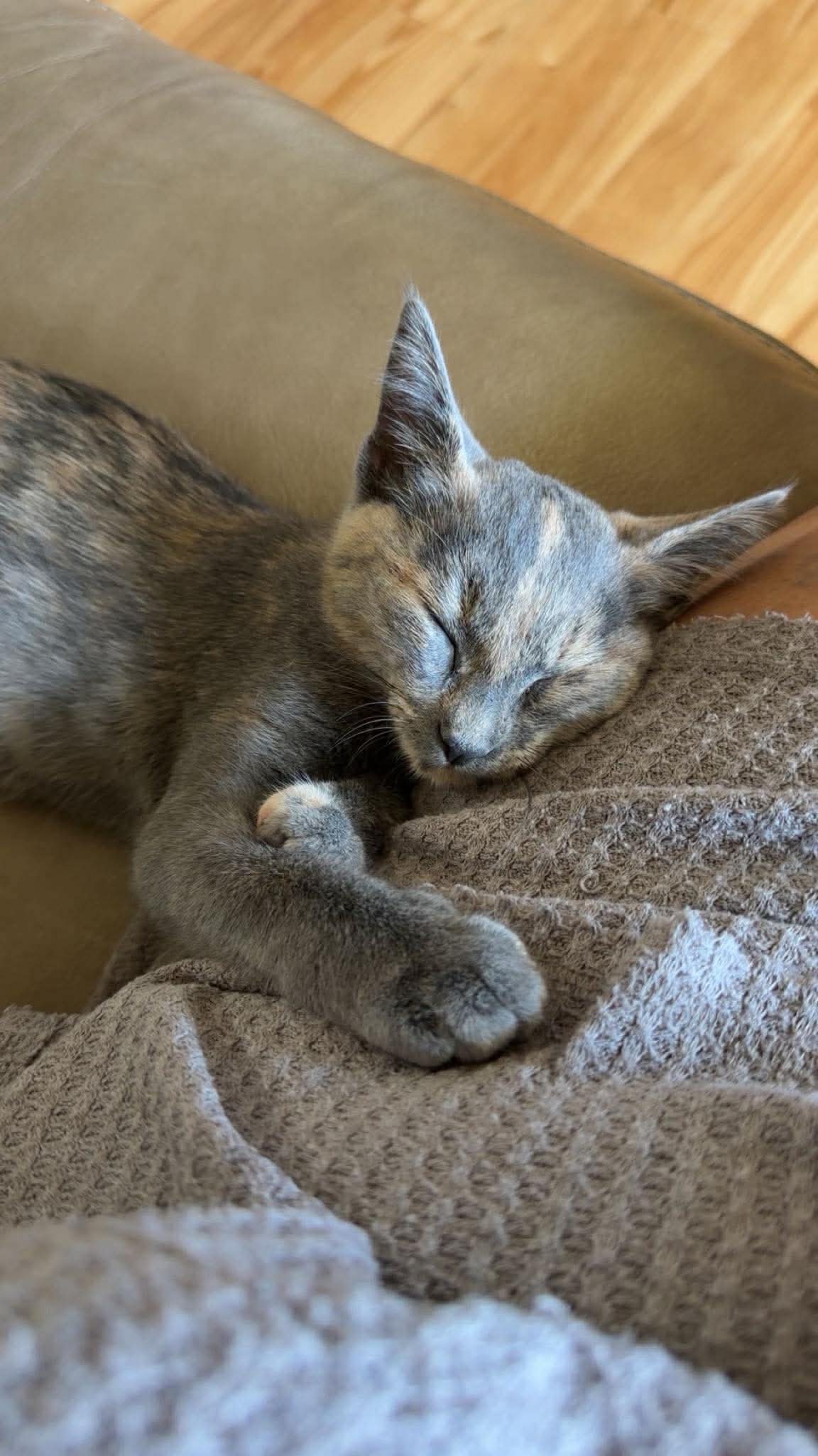 Sage - Domestic Short Hair