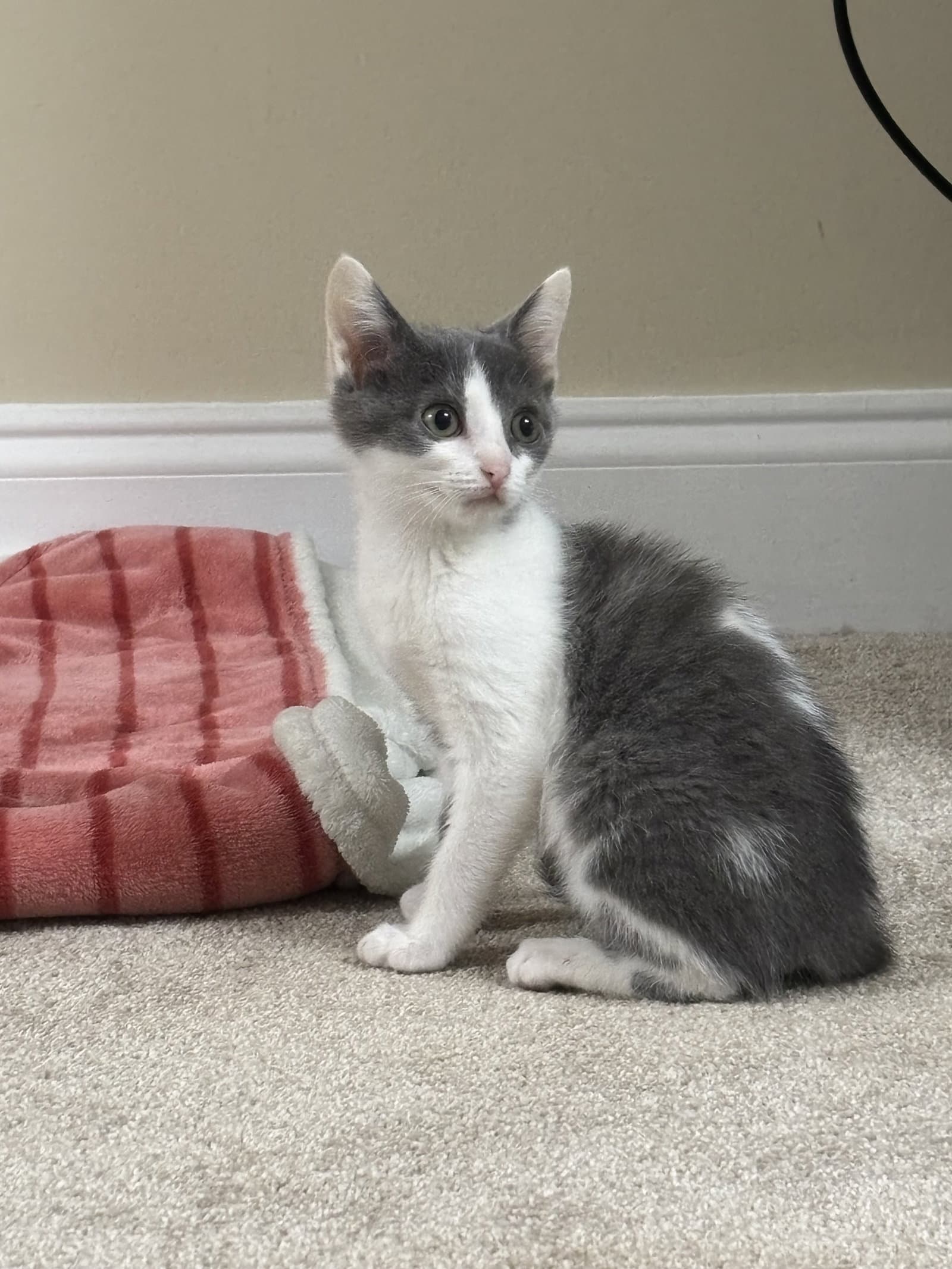 Roxy - Domestic Short Hair