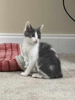 Roxy image 3