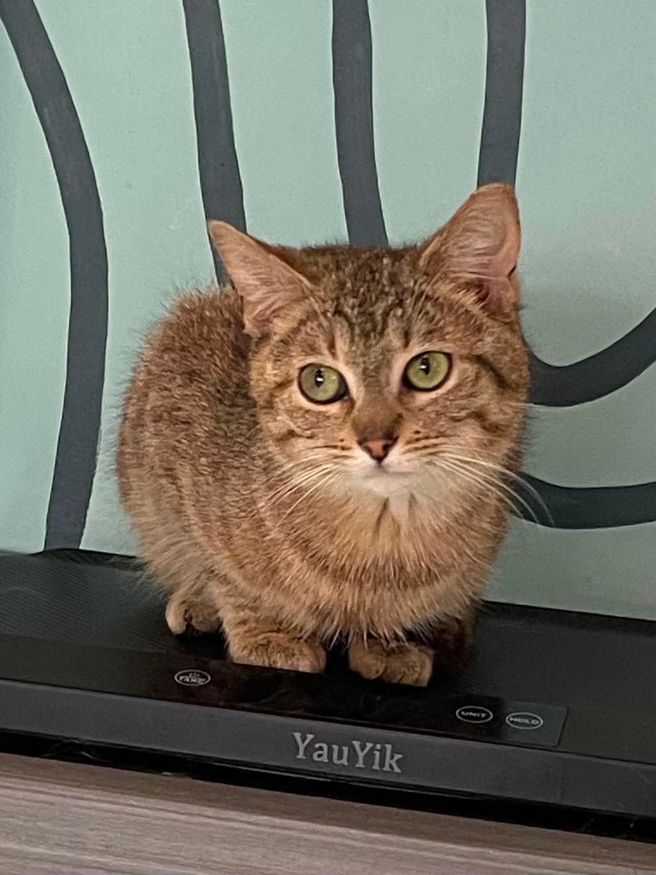 Whitney - Domestic Short Hair