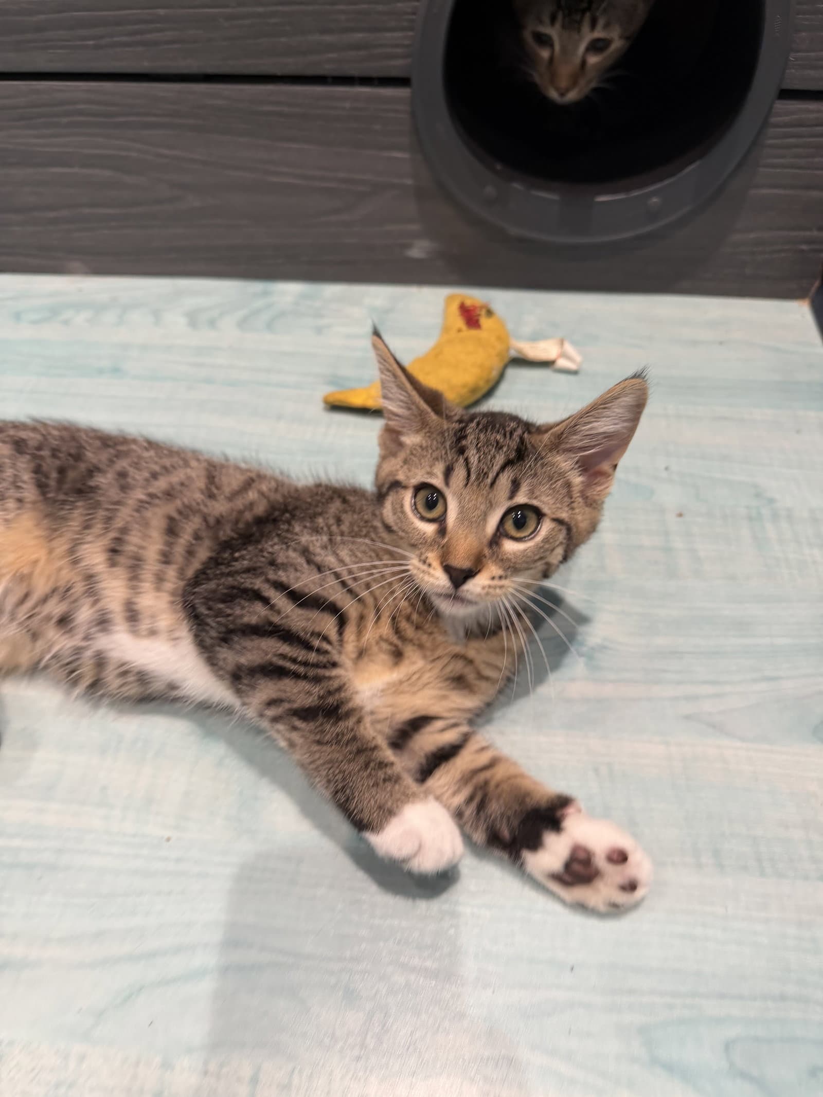Ike - Domestic Short Hair