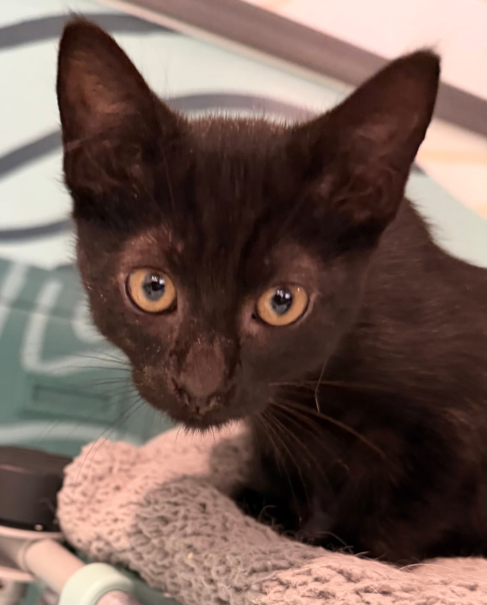Binx - Domestic Medium Hair