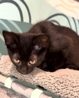 Binx image 3