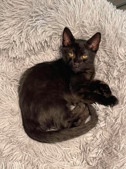 Binx image 2