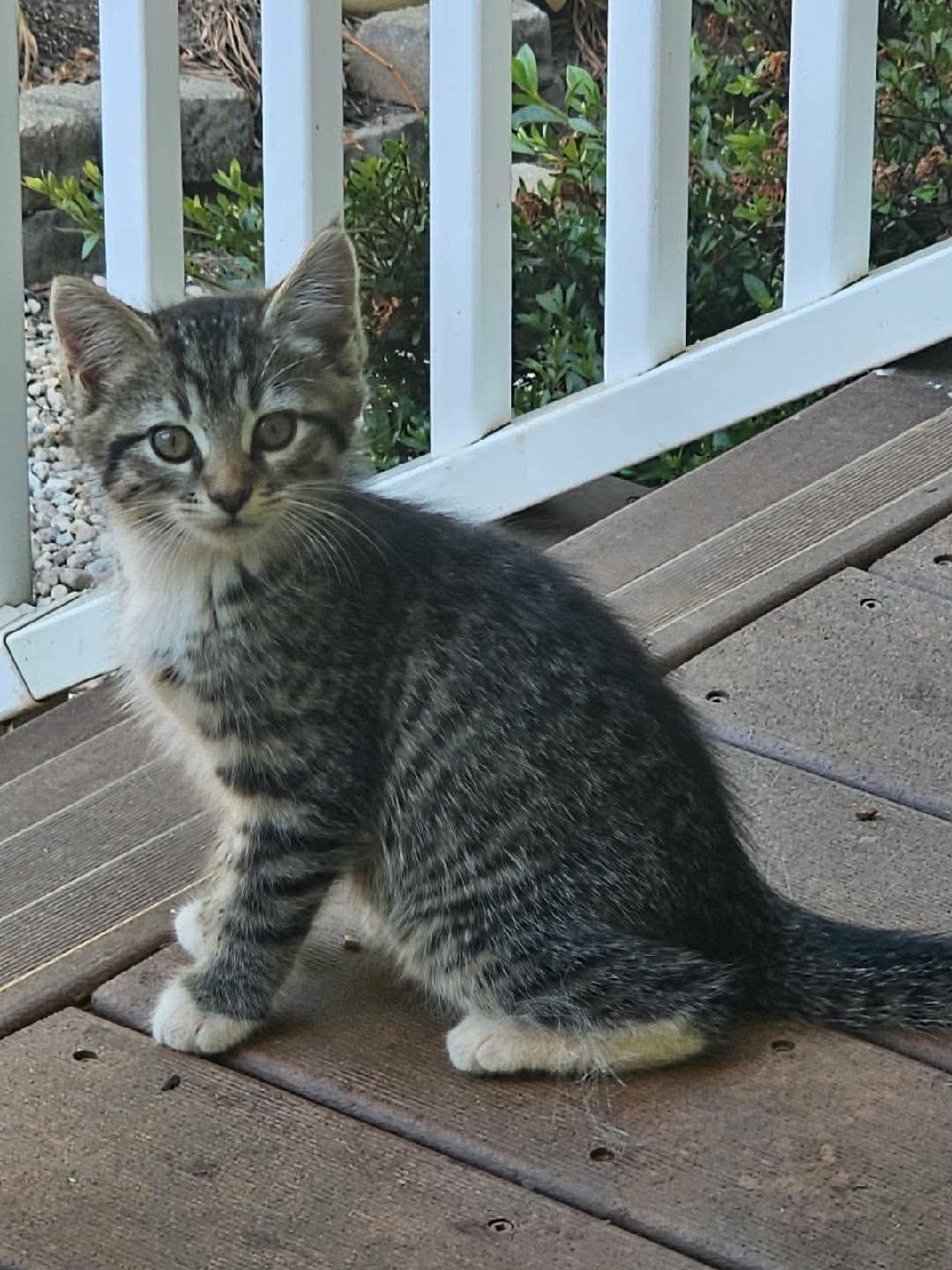Melanie - Domestic Short Hair