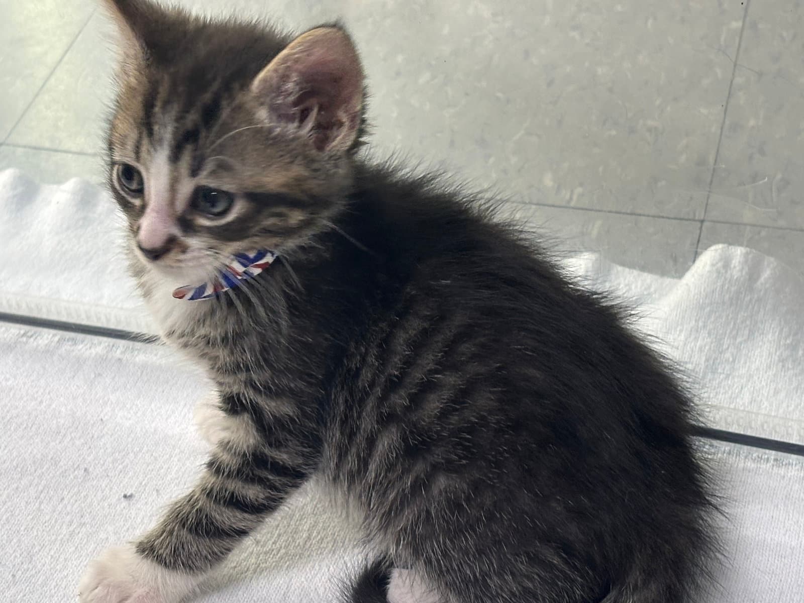 Newton - Domestic Short Hair