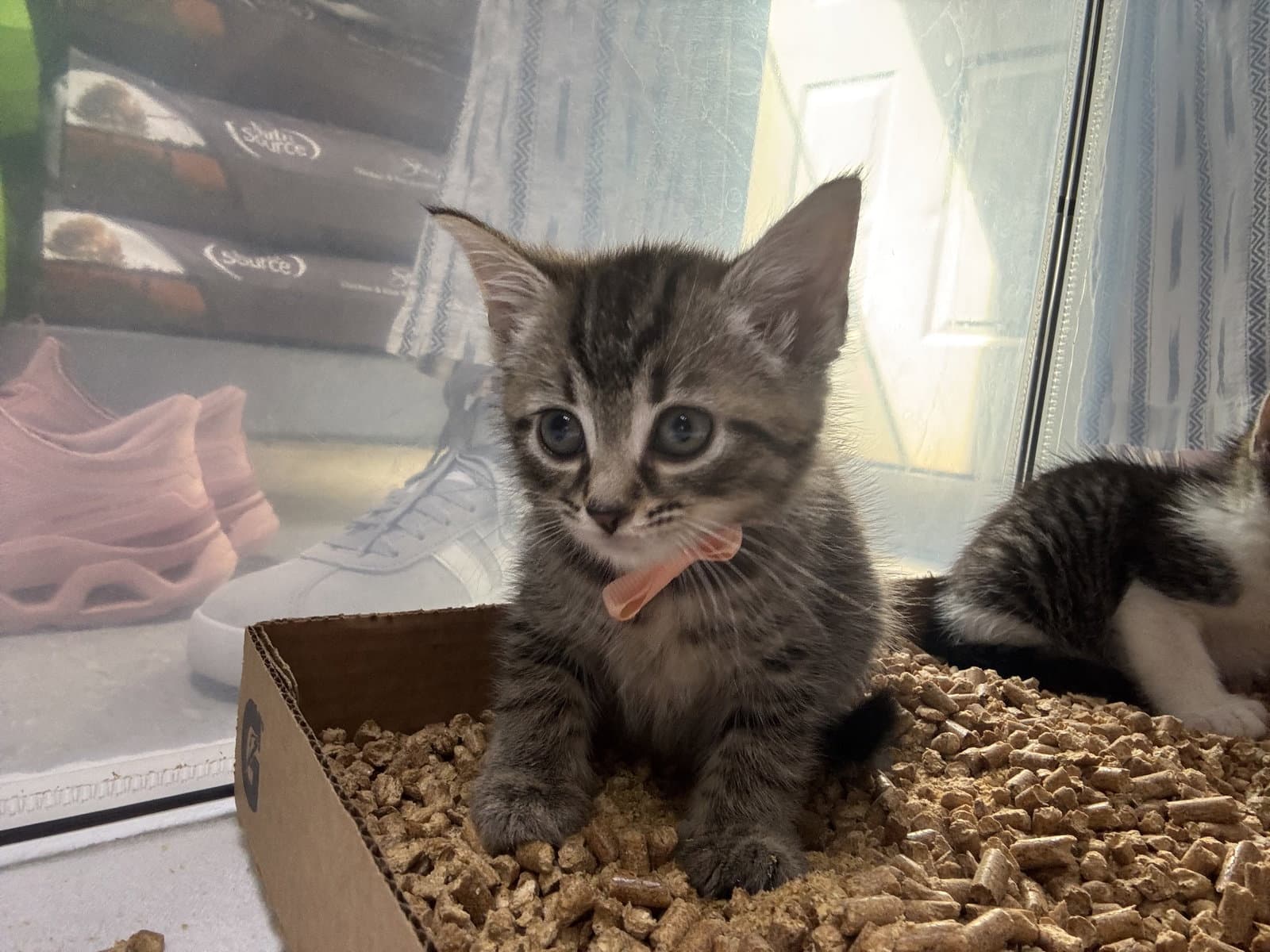Callista - Domestic Short Hair