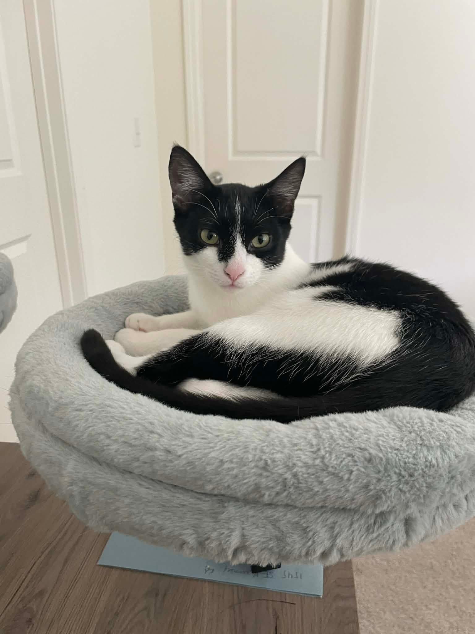 Waffles - Domestic Short Hair