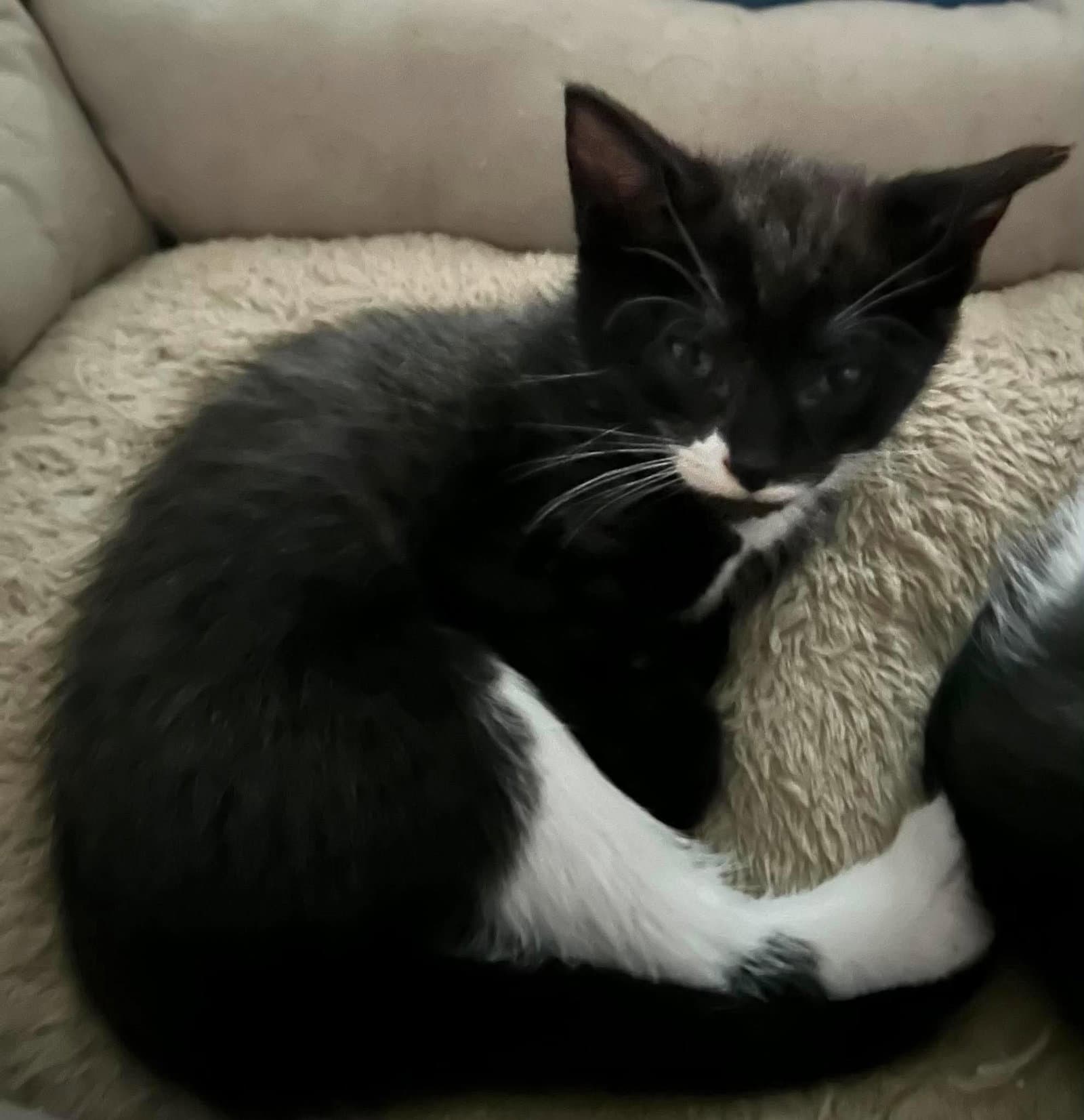 Cinder - Domestic Short Hair