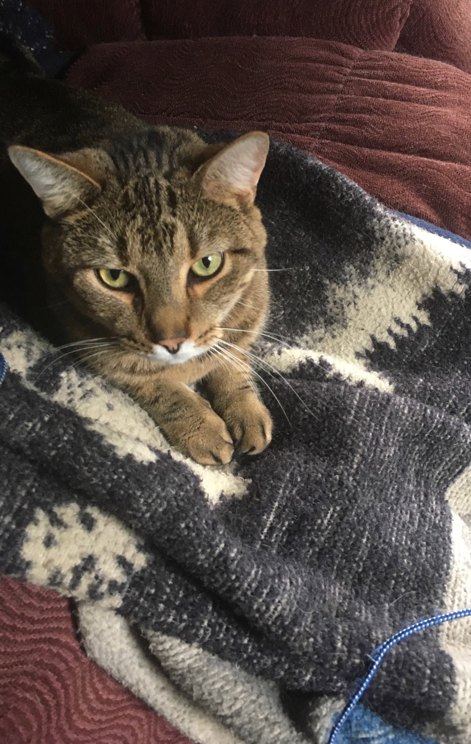 Simon - Domestic Short Hair