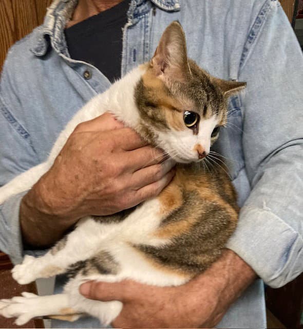 Marla Bonded With Mervin - Calico