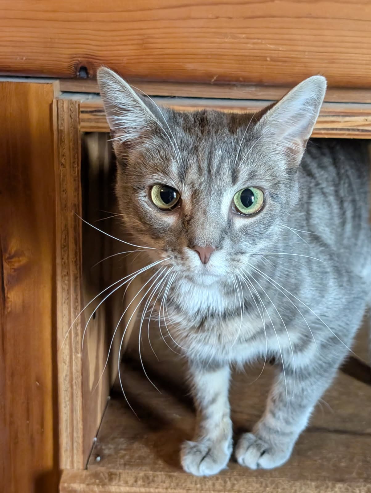 Erica Bonded With Simon - Domestic Short Hair