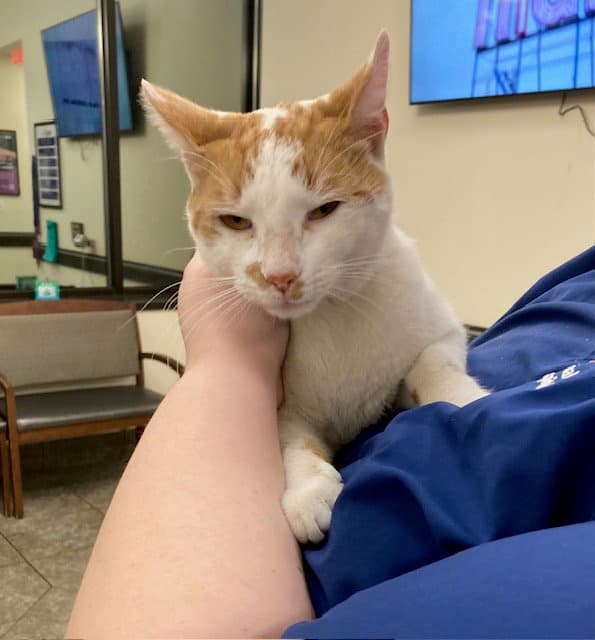 Chester - Domestic Short Hair