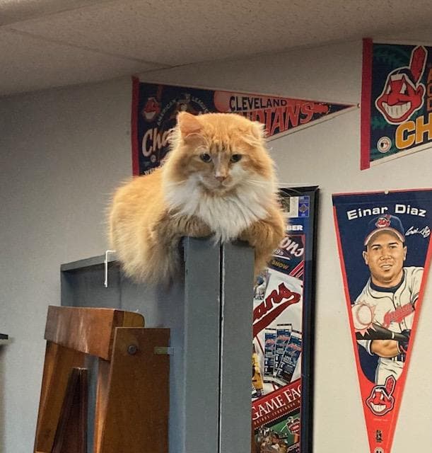 Sherman - Domestic Long Hair