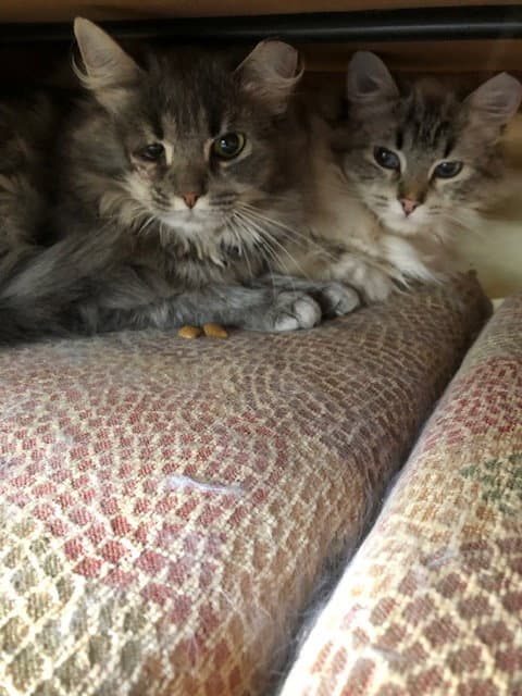 Lacey Bonded With Lance - Domestic Long Hair