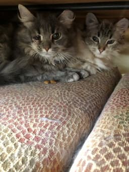 Lance Bonded With Lacey image 1