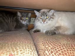 Lance Bonded With Lacey image 2