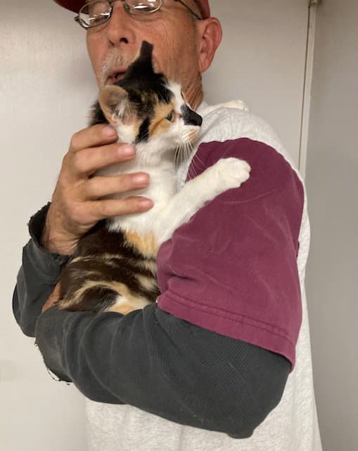 Taffy Bonded With Licorice - Domestic Short Hair