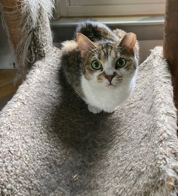 Birdie - Domestic Short Hair