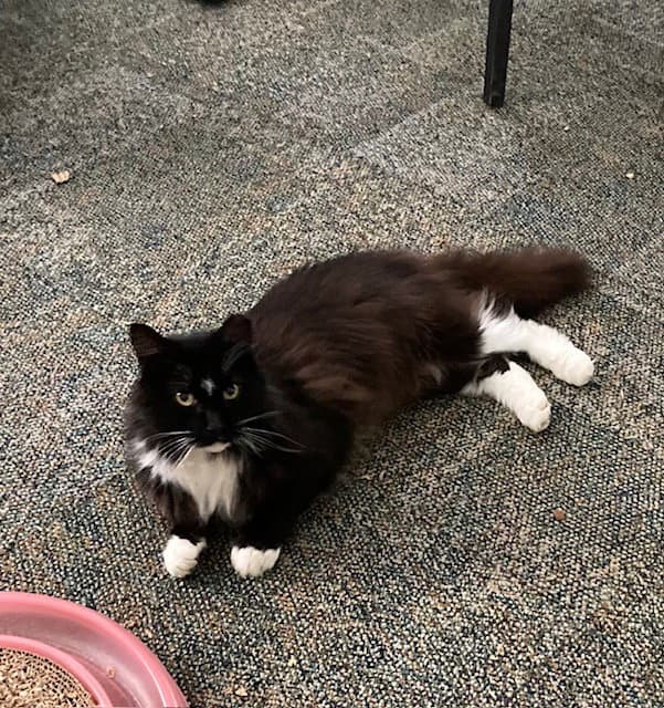 Dominoe - Domestic Long Hair