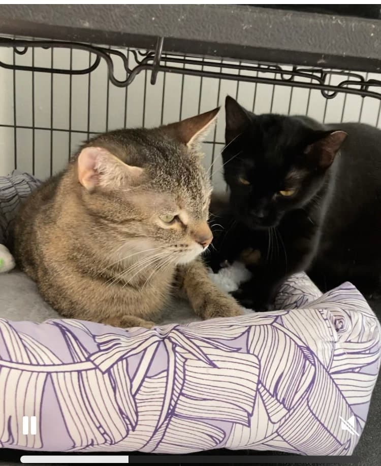 Holly Bonded With Holland - Domestic Short Hair