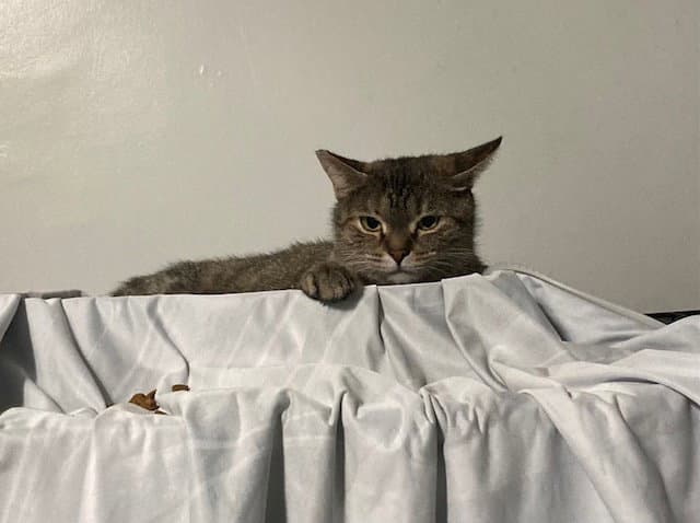 Holland Bonded With Holly - Domestic Short Hair